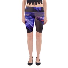 Betta Fish Photo And Wallpaper Cute Betta Fish Pictures Yoga Cropped Leggings by StoreofSuccess