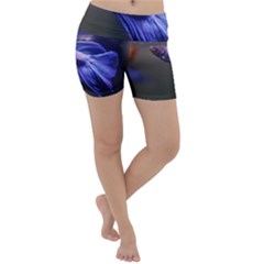 Betta Fish Photo And Wallpaper Cute Betta Fish Pictures Lightweight Velour Yoga Shorts by StoreofSuccess