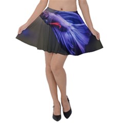 Betta Fish Photo And Wallpaper Cute Betta Fish Pictures Velvet Skater Skirt by StoreofSuccess