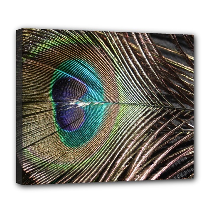 Peacock Deluxe Canvas 24  x 20  (Stretched)