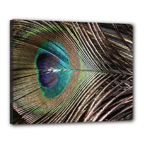 Peacock Canvas 20  X 16  (stretched)