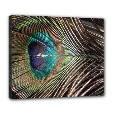 Peacock Deluxe Canvas 24  X 20  (stretched)