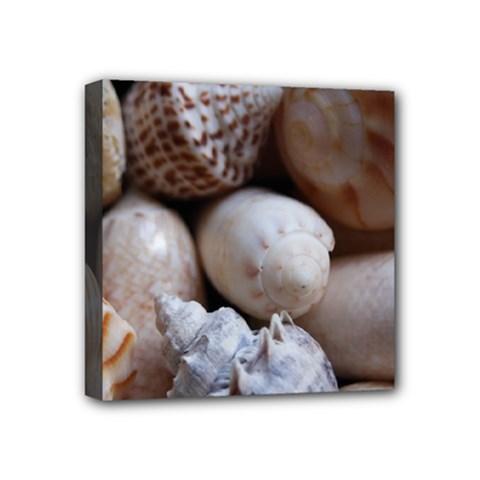 Beautiful Seashells  Mini Canvas 4  X 4  (stretched) by StarvingArtisan