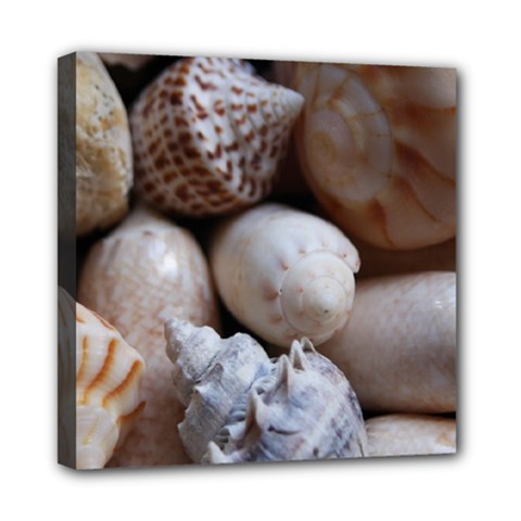 Beautiful Seashells  Mini Canvas 8  X 8  (stretched) by StarvingArtisan