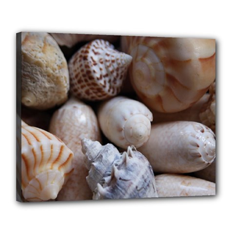 Beautiful Seashells  Canvas 20  X 16  (stretched) by StarvingArtisan