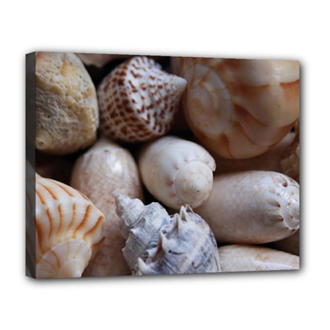 Beautiful Seashells  Canvas 14  X 11  (stretched) by StarvingArtisan