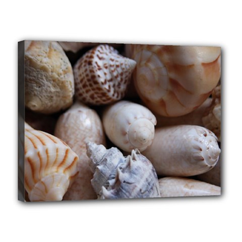 Beautiful Seashells  Canvas 16  X 12  (stretched) by StarvingArtisan