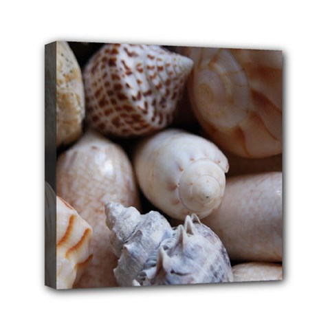 Beautiful Seashells  Mini Canvas 6  X 6  (stretched) by StarvingArtisan