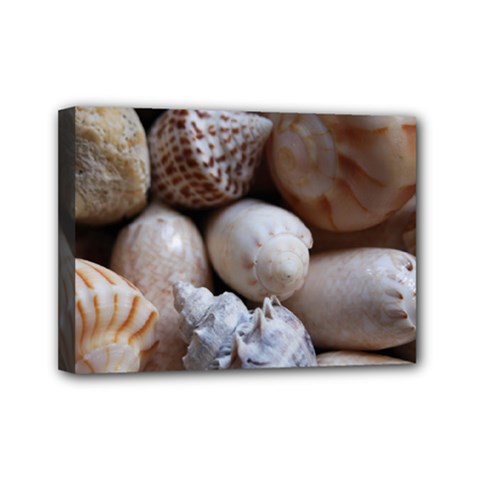 Beautiful Seashells  Mini Canvas 7  X 5  (stretched) by StarvingArtisan