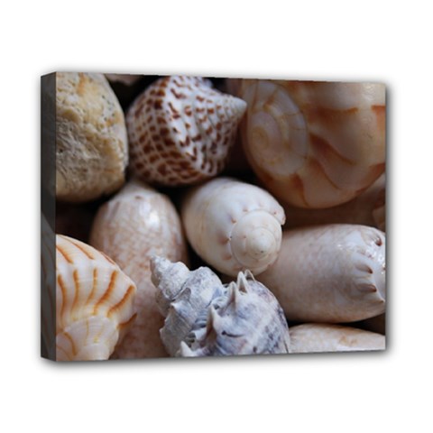 Beautiful Seashells  Canvas 10  X 8  (stretched) by StarvingArtisan