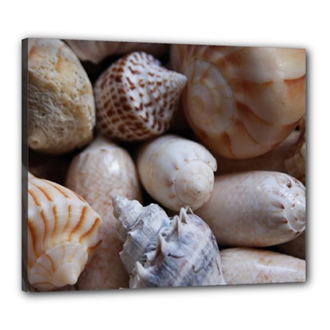 Beautiful Seashells  Canvas 24  X 20  (stretched) by StarvingArtisan