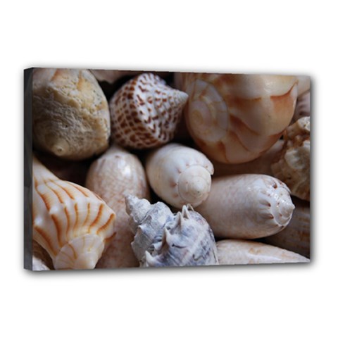 Beautiful Seashells  Canvas 18  X 12  (stretched) by StarvingArtisan