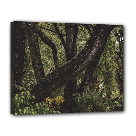 Botanical Motif Trees Detail Photography Canvas 14  X 11  (stretched)