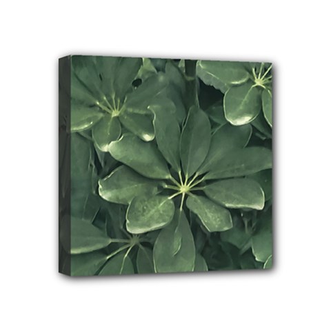 Leaves Closeup Background Photo1 Mini Canvas 4  X 4  (stretched)