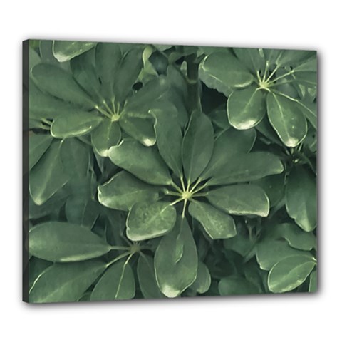 Leaves Closeup Background Photo1 Canvas 24  X 20  (stretched) by dflcprintsclothing