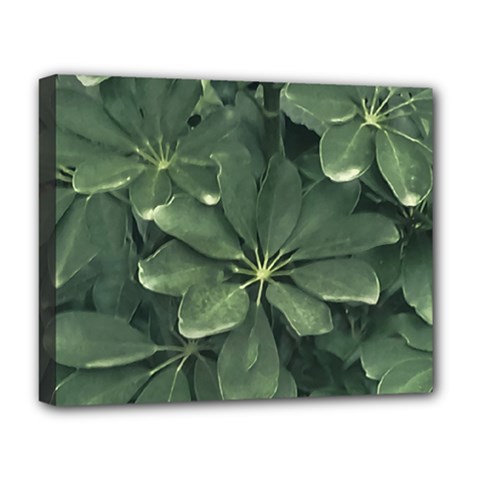 Leaves Closeup Background Photo1 Deluxe Canvas 20  X 16  (stretched) by dflcprintsclothing