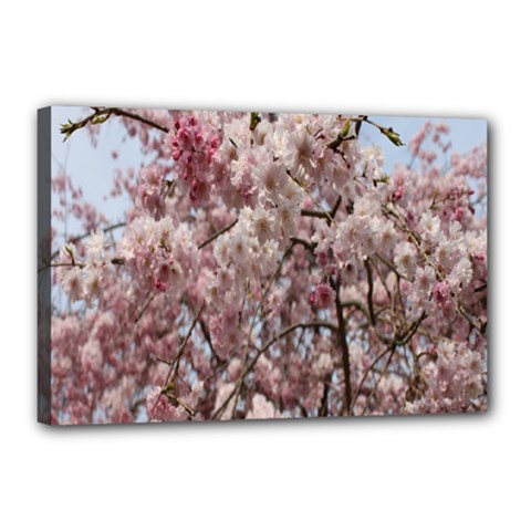 Almond Tree Flower Canvas 18  X 12  (stretched) by artworkshop