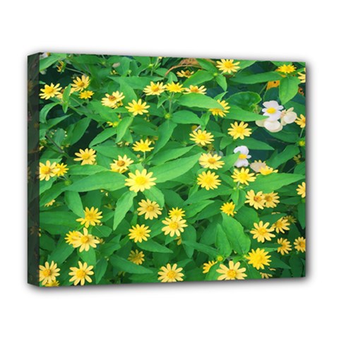 Flower Plant Spring Deluxe Canvas 20  X 16  (stretched) by artworkshop