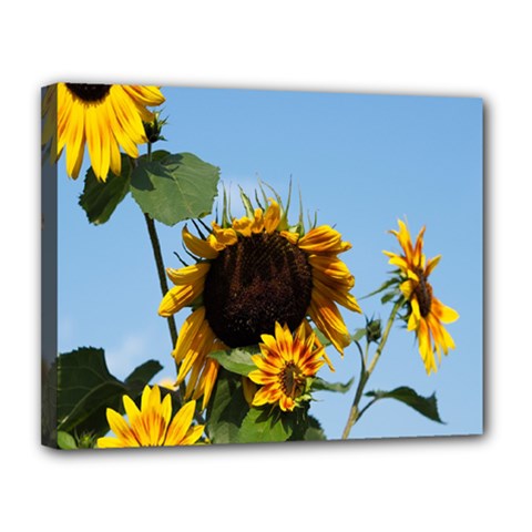 Sunflower Flower Yellow Canvas 14  X 11  (stretched) by artworkshop