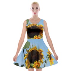 Sunflower Flower Yellow Velvet Skater Dress by artworkshop