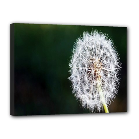 White Flower Canvas 16  X 12  (stretched)