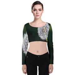 White Flower Velvet Long Sleeve Crop Top by artworkshop