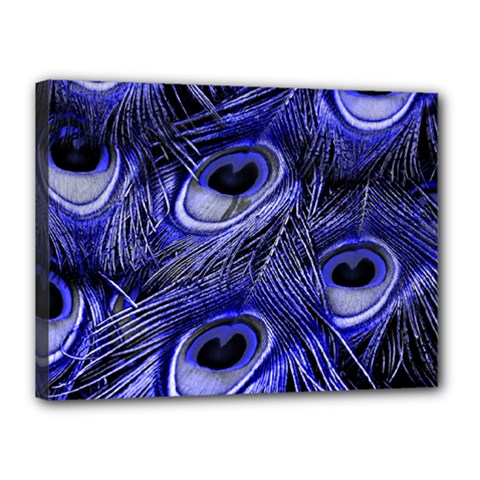 Purple Peacock Feather Canvas 16  X 12  (stretched)