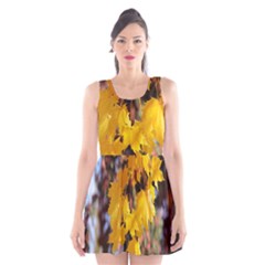 Amazing Arrowtown Autumn Leaves Scoop Neck Skater Dress by artworkshop