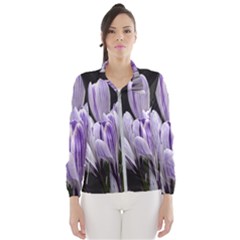 Crocus Flowers Purple Flowers Spring Nature Women s Windbreaker by Ravend