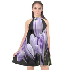 Crocus Flowers Purple Flowers Spring Nature Halter Neckline Chiffon Dress  by Ravend