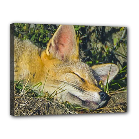 Fox Sleeping Closeup Photo Canvas 16  X 12  (stretched)