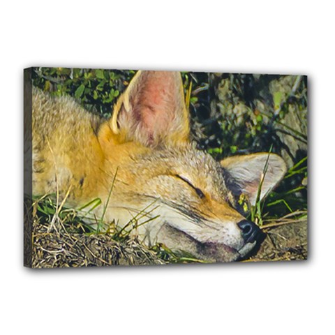 Fox Sleeping Closeup Photo Canvas 18  X 12  (stretched) by dflcprintsclothing