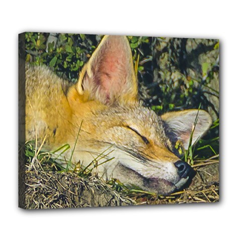 Fox Sleeping Closeup Photo Deluxe Canvas 24  X 20  (stretched) by dflcprintsclothing