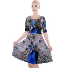 Peacock Bird Animal Feather Nature Colorful Quarter Sleeve A-line Dress by Ravend