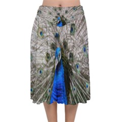 Peacock Bird Animal Feather Nature Colorful Velvet Flared Midi Skirt by Ravend