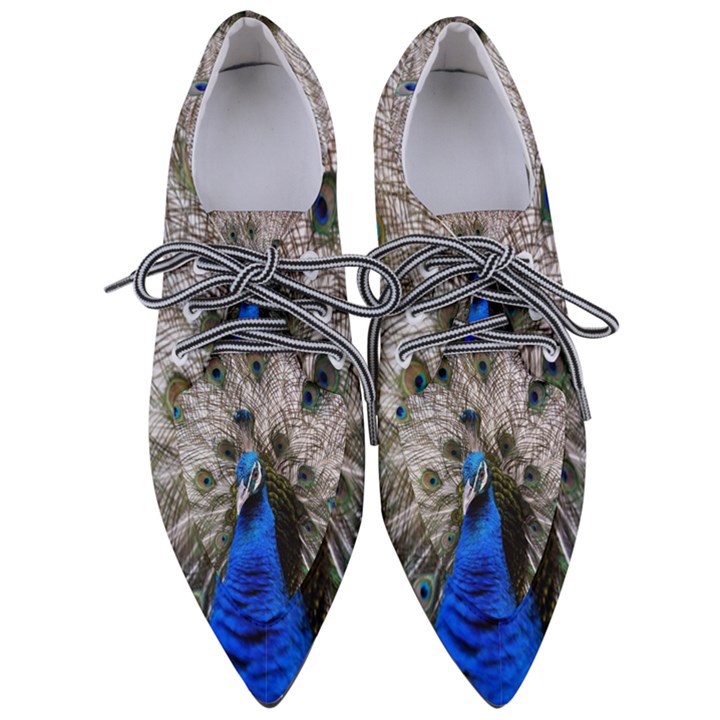 Peacock Bird Animal Feather Nature Colorful Pointed Oxford Shoes