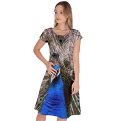 Peacock Bird Animal Feather Nature Colorful Classic Short Sleeve Dress by Ravend