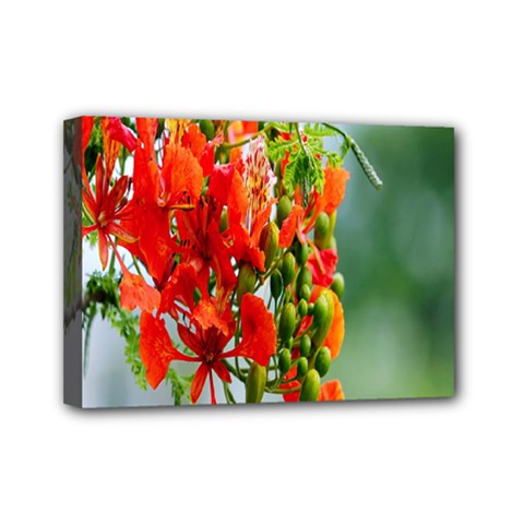 Gathering Sping Flowers Wallpapers Mini Canvas 7  X 5  (stretched) by artworkshop