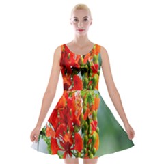 Gathering Sping Flowers Wallpapers Velvet Skater Dress by artworkshop