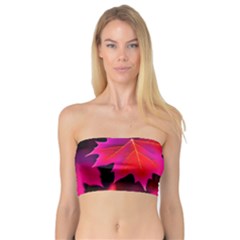 Leaves Purple Autumn Evening Sun Abstract Bandeau Top by Ravend