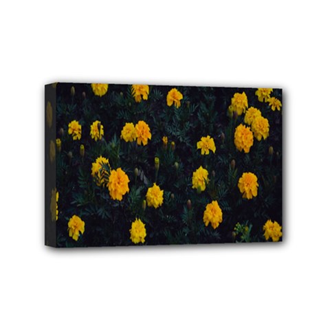 Bloomed Yellow Petaled Flower Plants Mini Canvas 6  X 4  (stretched)