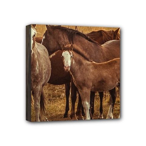 Wild Horses At Patagonia Landscape, Argentina Mini Canvas 4  X 4  (stretched)