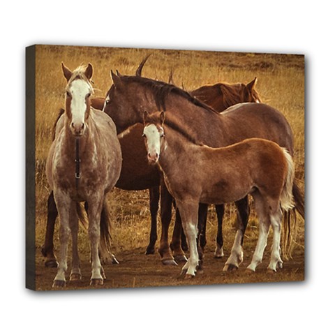 Wild Horses At Patagonia Landscape, Argentina Deluxe Canvas 24  X 20  (stretched)