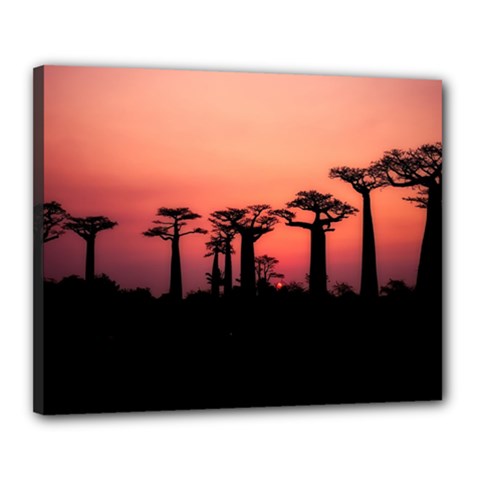 Baobabs Trees Silhouette Landscape Sunset Dusk Canvas 20  X 16  (stretched)