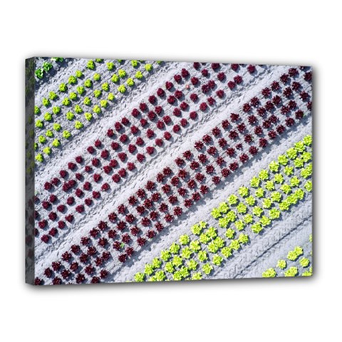 Field Agriculture Farm Stripes Diagonal Pattern Canvas 16  X 12  (stretched) by Jancukart