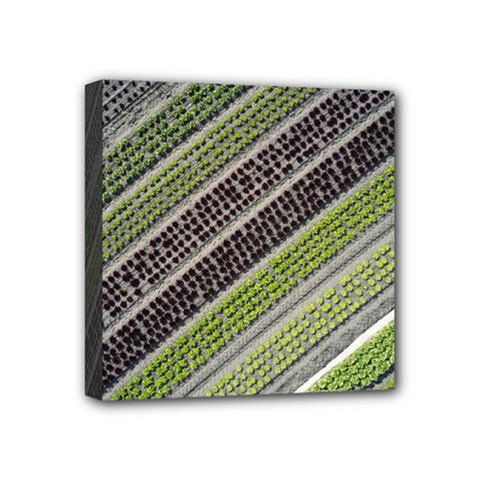 Field Agriculture Farm Stripes Diagonal Mini Canvas 4  X 4  (stretched)