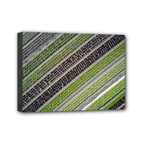 Field Agriculture Farm Stripes Diagonal Mini Canvas 7  X 5  (stretched)