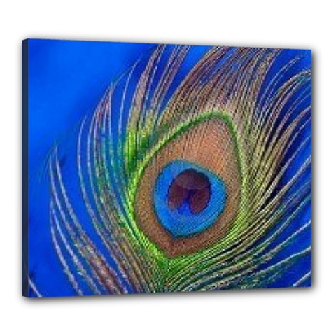 Blue Peacock Feather Canvas 24  x 20  (Stretched)