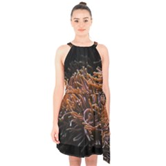 Sea Anemone Coral Underwater Ocean Sea Water Halter Collar Waist Tie Chiffon Dress by pakminggu