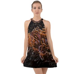 Sea Anemone Coral Underwater Ocean Sea Water Halter Tie Back Chiffon Dress by pakminggu